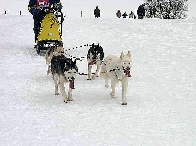 2003 schlittenhunde009.jpg
